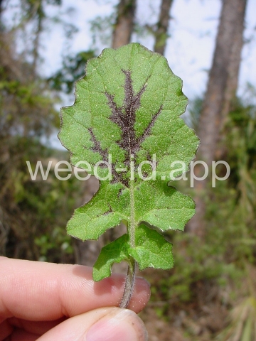 sage, lyreleaf